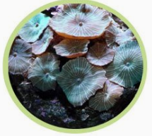 绿木耳皮革珊瑚怎么养