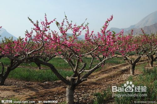 桃树修剪技术