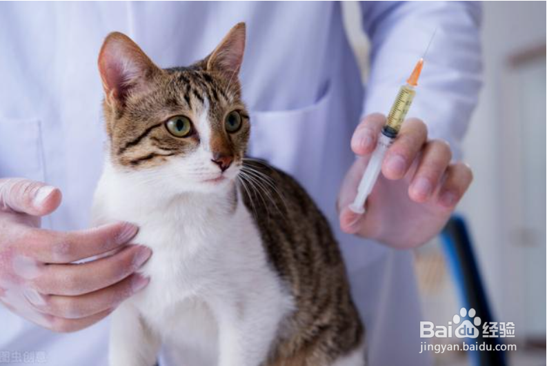 怎么去除猫身上的跳蚤和虱子