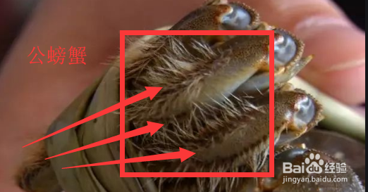 怎么轻松辨别螃蟹公母？