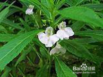 ​灰指甲怎么办?