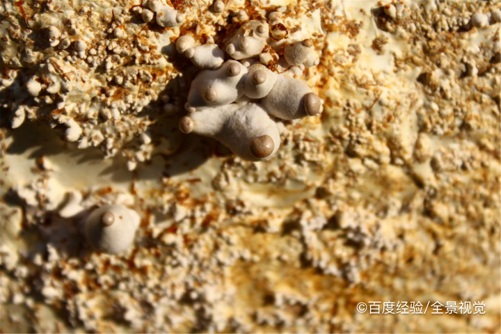 婴幼儿能吃杏鲍菇吗