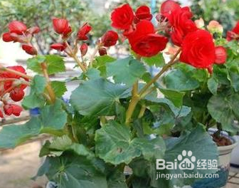 海棠花夏天怎样养护