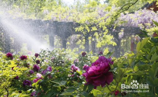 月季夏季怎样不休眠