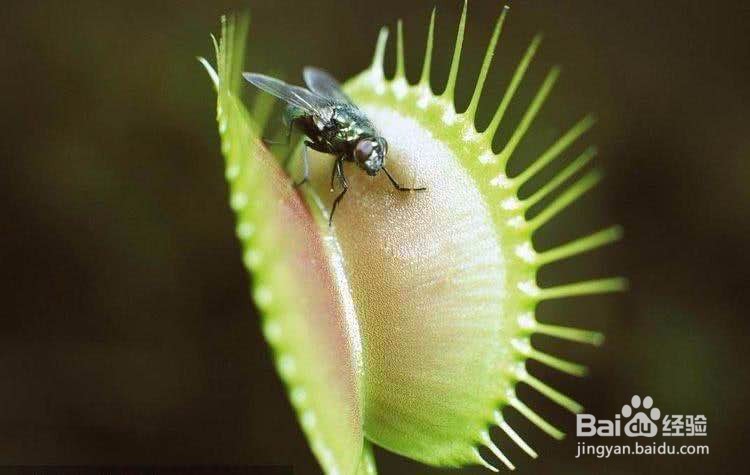 食蝇草怎么养护