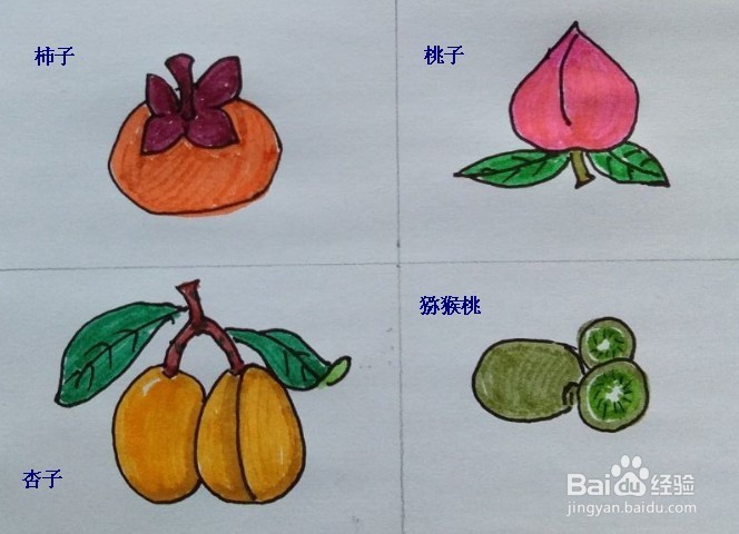 <b>水果画法教程(柿子、桃子、杏子、猕猴桃)简笔画</b>
