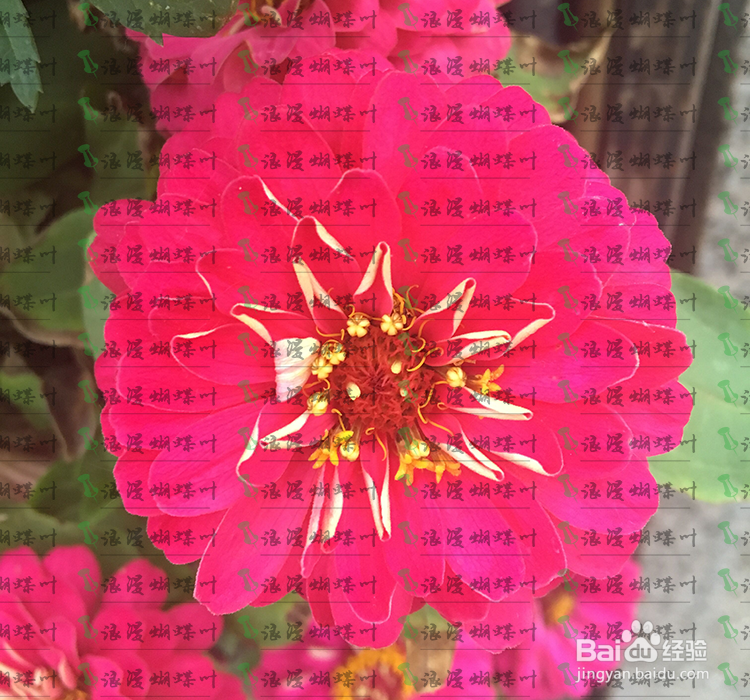 如何用photoshop给图片添加水印