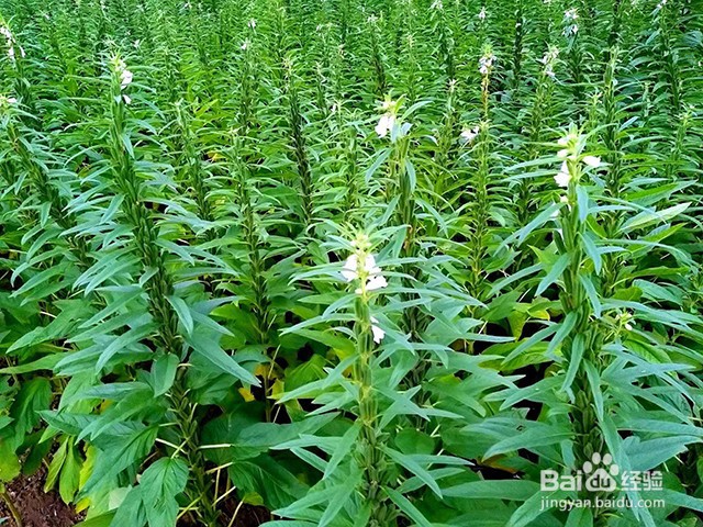 芝麻需要什么肥芝麻叶面肥的施肥要点有哪些