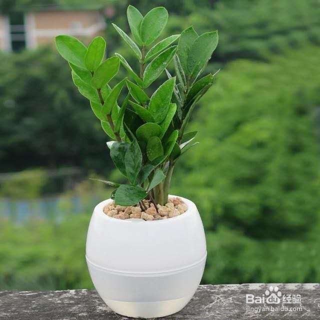 适合养在家中植物，不仅美观，而且养护超简单！