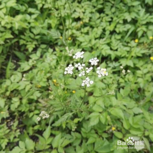 窃衣的功效有哪些?