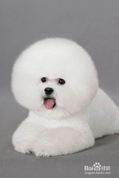 爱尔兰猎狼犬的养护知识