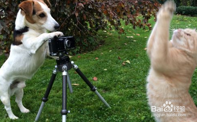 对于上班族来说是养猫好还是养狗好