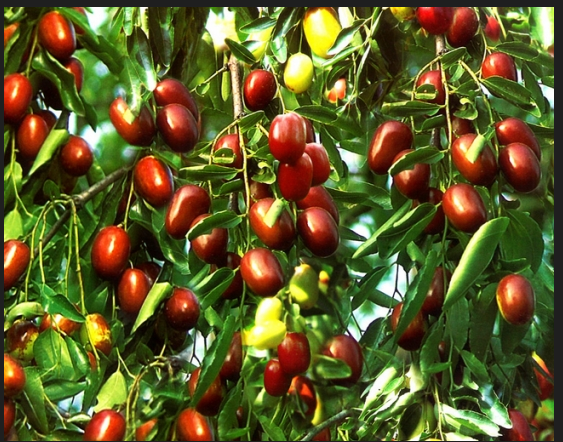 枣树隆棵还能要吗