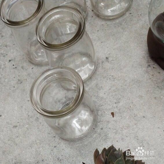 懒人植栽怎样水培多肉