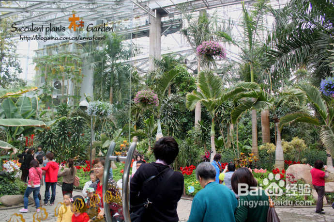上海植物园（上）