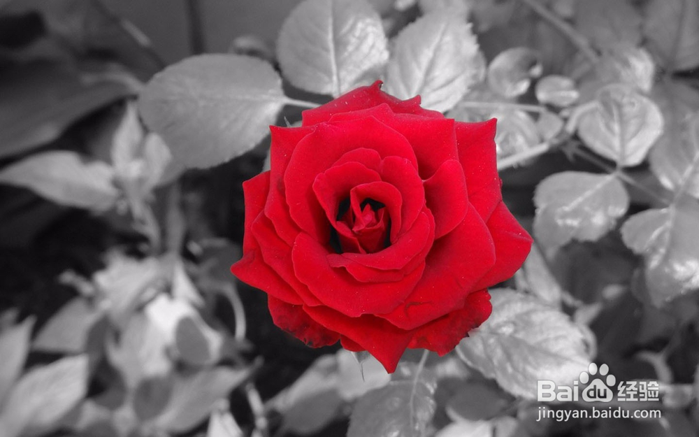 这些星座老公小金库会主动上交,是你老公吗?