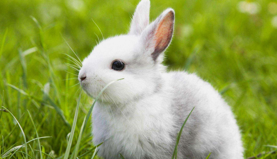 兔子晚上看得见路吗