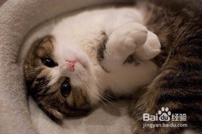 六招教你选择最好的猫粮!