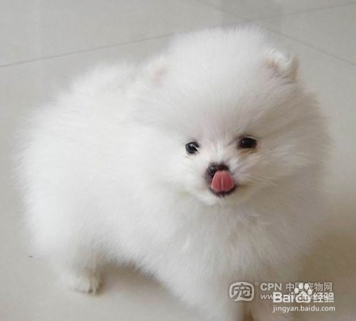 狗狗,我的世界不能没有你