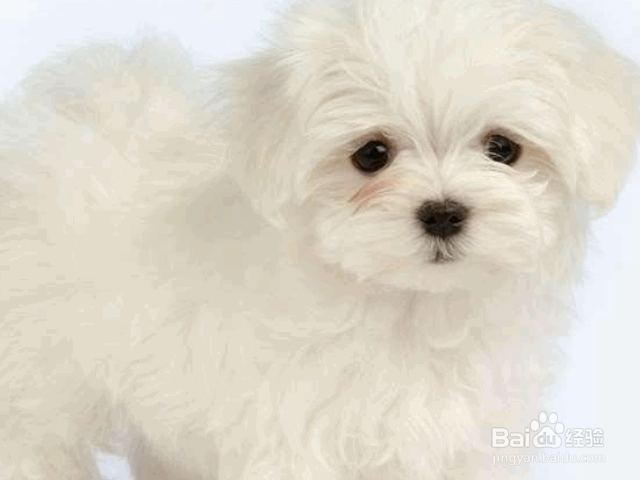 夏季养狗的注意事项