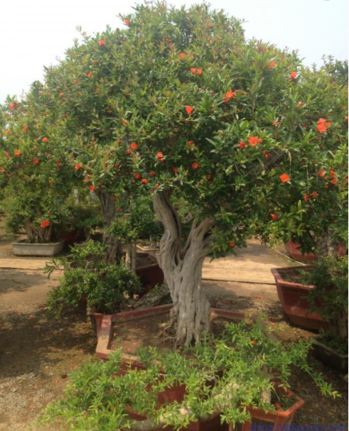 移栽石榴树需要注意什么