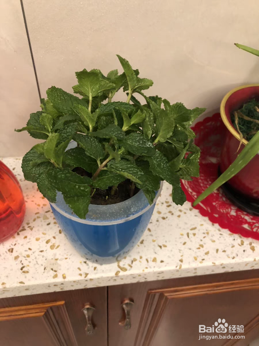 薄荷长红蜘蛛怎么处理