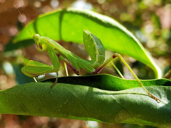 母螳螂为什么要吃掉公螳螂才能怀胎