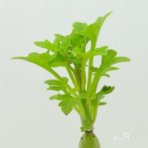 七宝树的养殖方法和注意事项