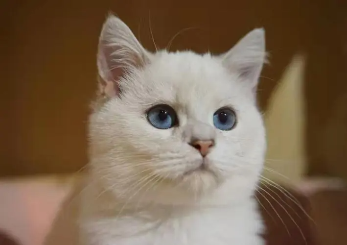 猫吐了白色黏液或泡沫吃什么药