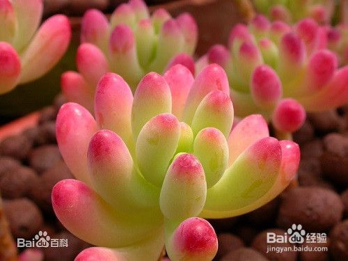 多肉植物常见种类介绍及养殖注意事项 百度经验