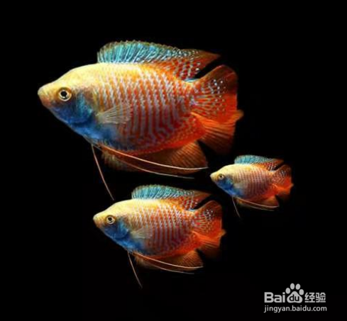 迷你鹦鹉鱼怎么配对