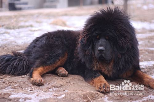 藏獒为什么那么贵