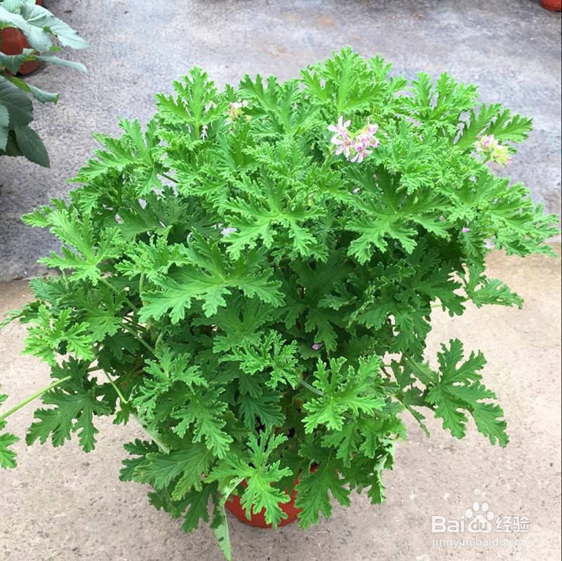 适合在室内养的驱蚊植物
