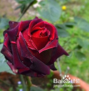 怎么养玫瑰花才能长久