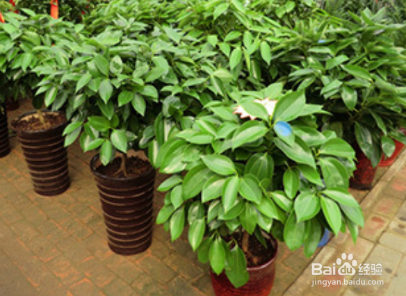 平安树怎么修剪