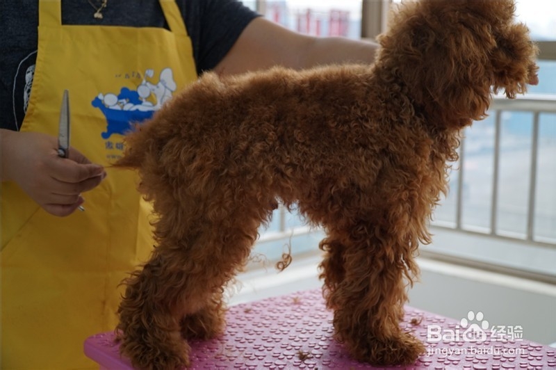 贵宾犬宠物美容
