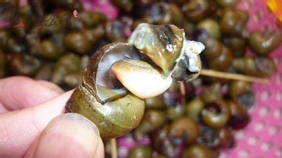 野生田螺的手工捕捉技术（含清洗方法）