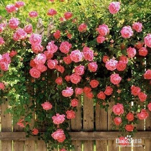 女性怎么样变年轻