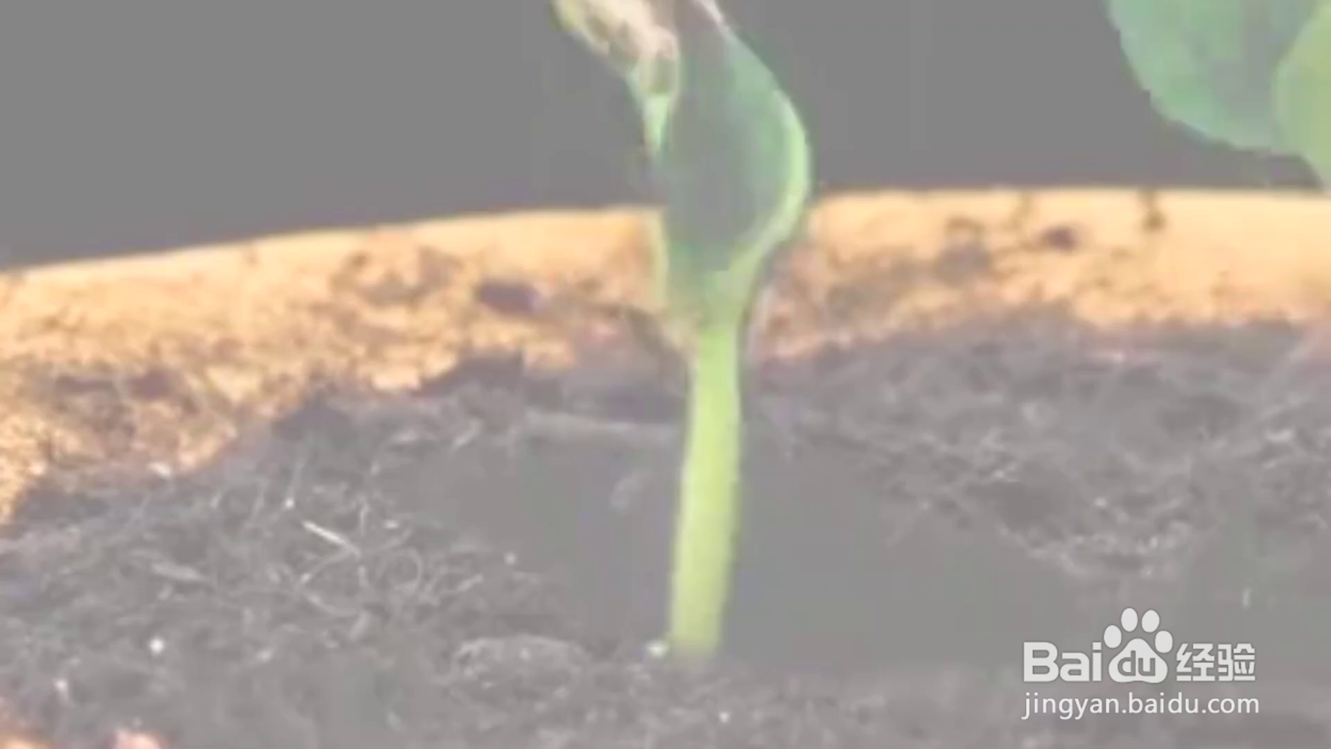 教你几招种植小妙招?