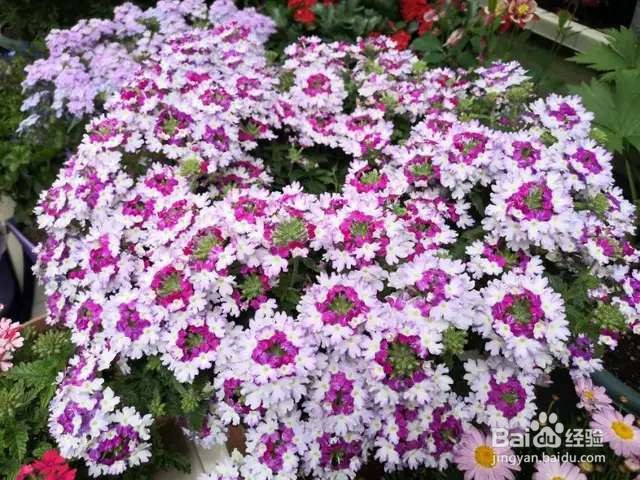 自制花肥、营养液，都是家里常见的材料