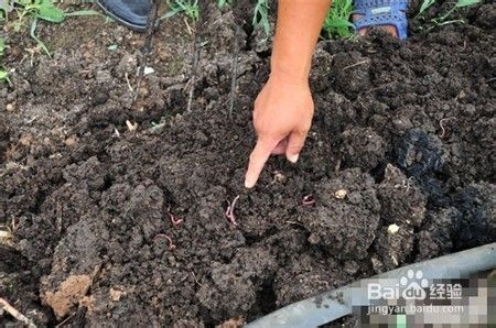 在哪里可以挖到较好的土蚯蚓？怎么去保存它们？