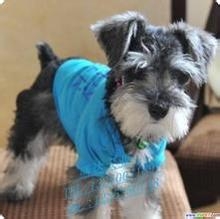 购买狗狗的注意事项