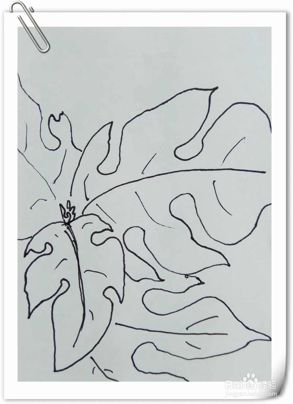 怎样画钢笔画构树叶子？