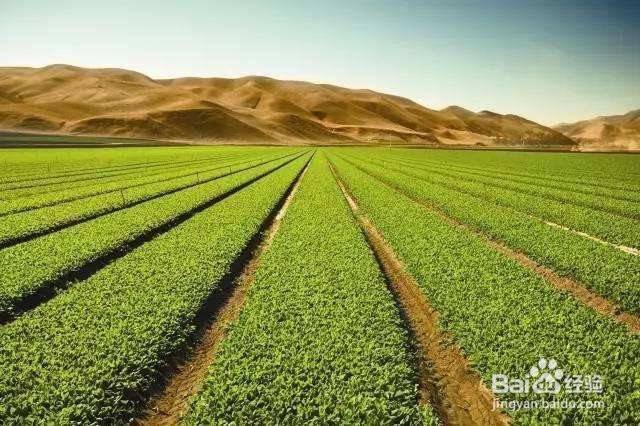 频振式太阳能杀虫灯的杀虫效果怎么样？