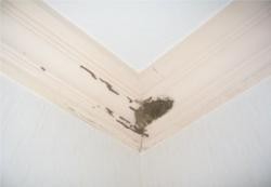 <b>天花板上有白蚁怎么办呢</b>