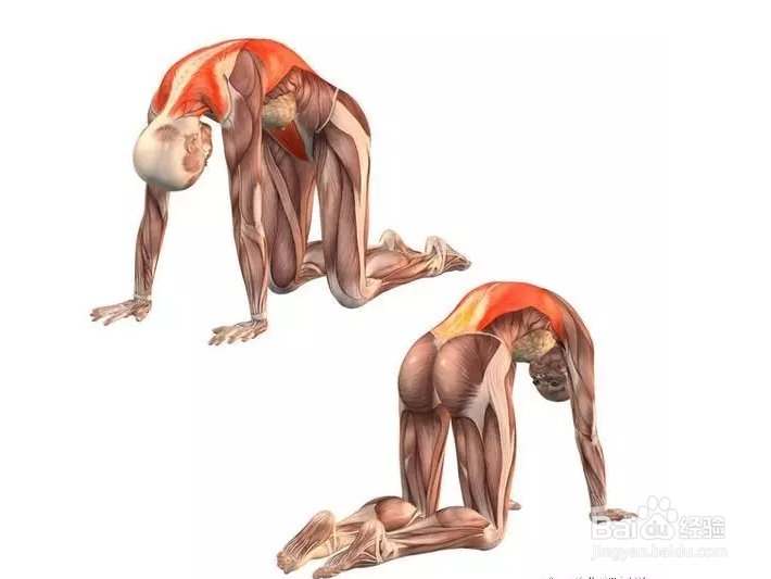 缓解腰痛 这6个瑜伽体式要经常练习