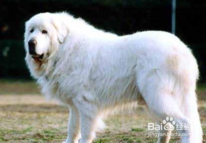 圣伯纳犬日常如何养护