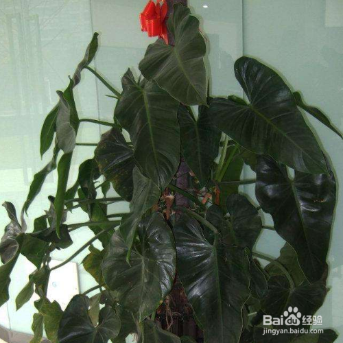 养殖绿宝石喜林芋有哪些需要我们知道的？