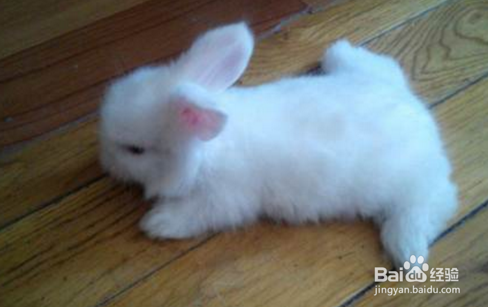 猫猫兔宝宝怎么养