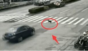 汽车撞动物怎么处理